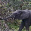 074 LOANGO 2 Akaka Riviere Rembo Ngove Nord Berge et Mammalia Proboscidea Elephant Loxodonta africana cyclotis 15E5K3IMG_106932wtmk.jpg